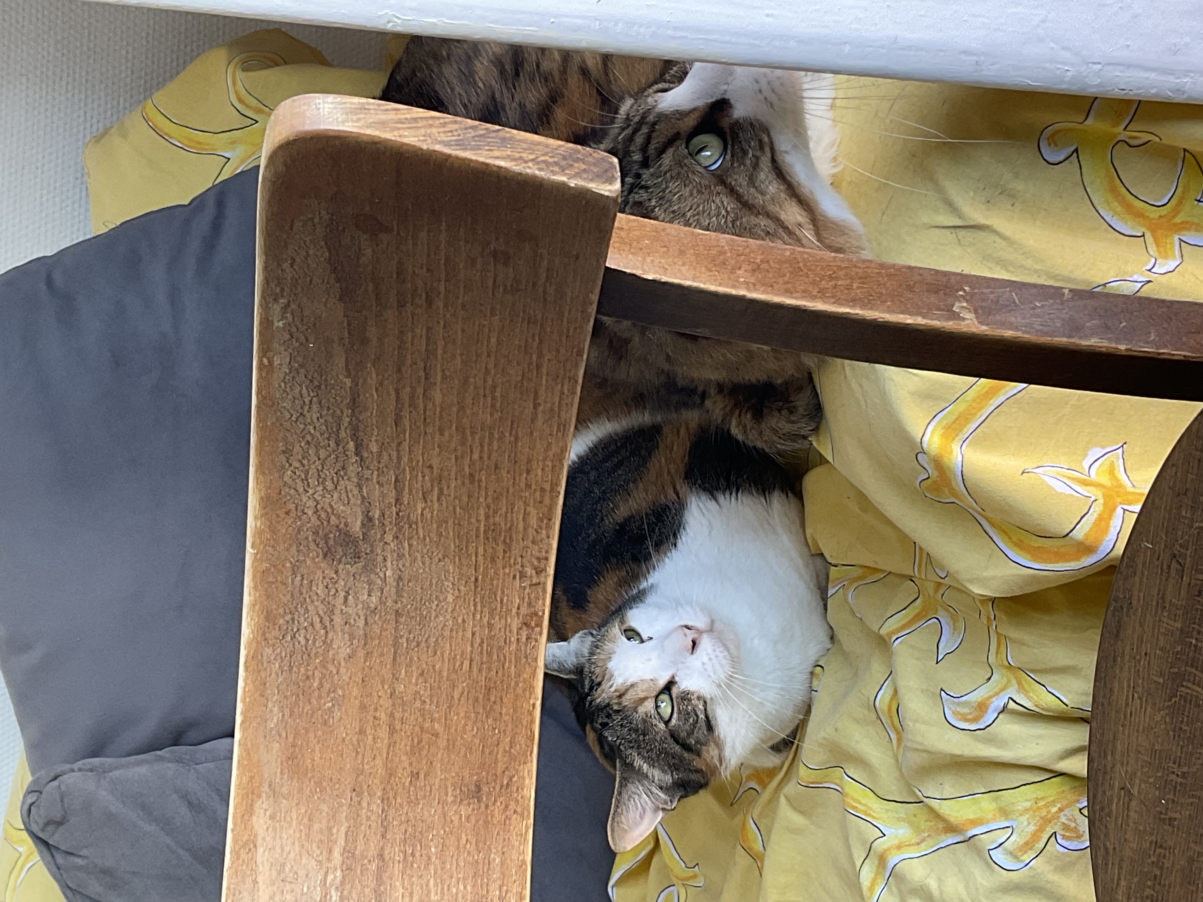 miaou